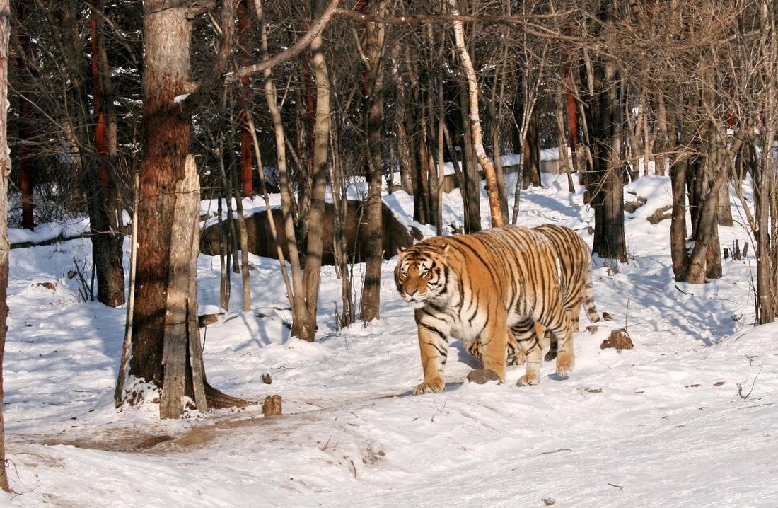 黑龙江进村东北虎将被提取基因，为什么要提取基因？