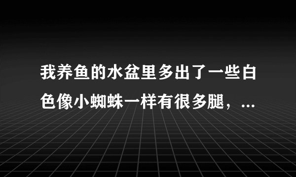 我养鱼的水盆里多出了一些白色像小蜘蛛一样有很多腿，一个圆圆的躯体，直径只有1毫米的小虫是什么东西啊