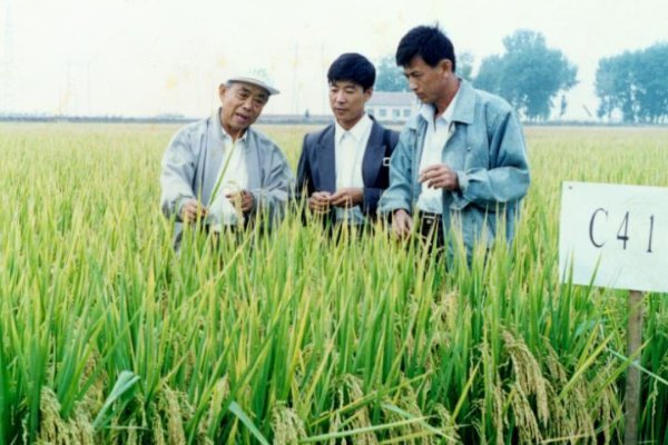 著名水稻专家杨振玉逝世，生前对我国有过哪些贡献？