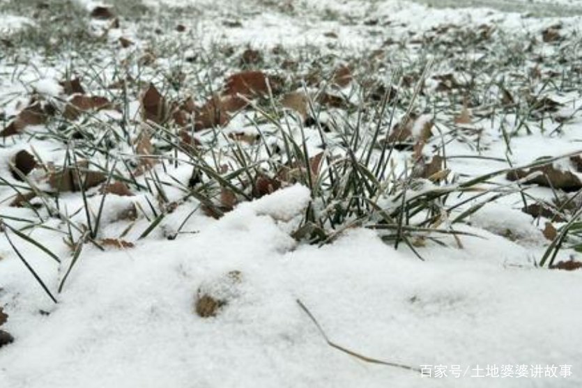 民间农谚：今冬麦盖三层被，来年枕着馒头睡。人们怎么给麦子盖被呢？