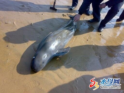 据说以前的黄浦江里有江猪，江猪到底是什么动物？灭绝了吗？现在哪里有？