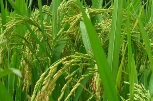 袁隆平发明的水稻我们在吃吗?