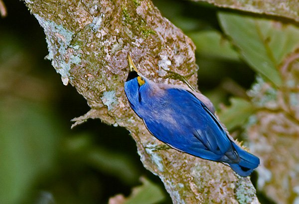 绒额鳾的栖息环境
