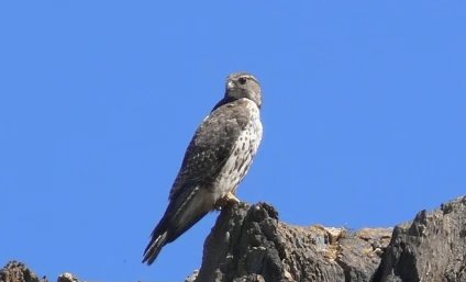 无人区里的隼是保护动物吗?