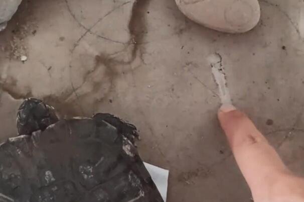 大学生8个月后返校乌龟变干龟壳，为啥有的乌龟却活着？