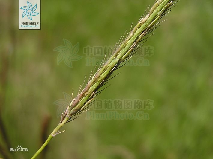 紫大麦草的栽培要点