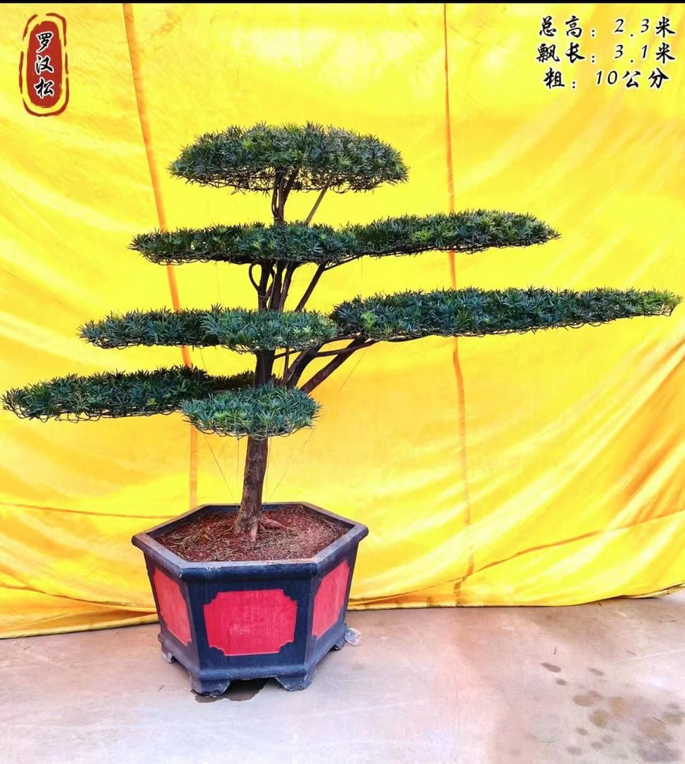 罗汉松主要分布在哪些地区？