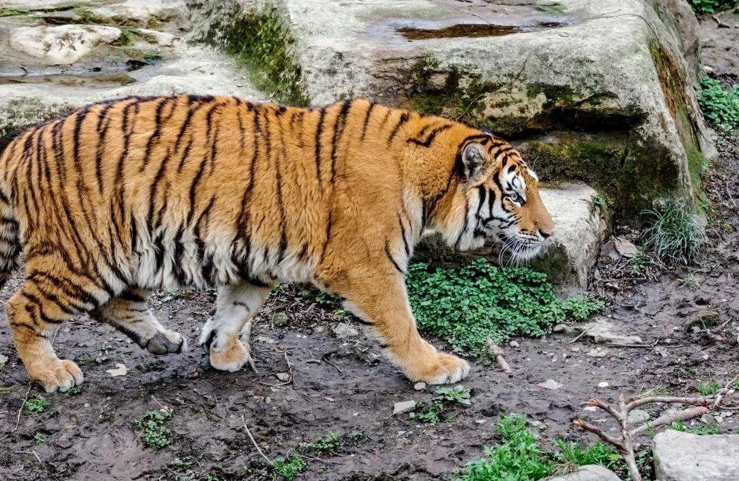 黑龙江进村东北虎将被提取基因，为什么要提取基因？