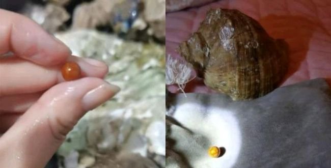 安徽一女子吃海螺疑吃出海螺珠,海螺珠的价值究竟有多高?