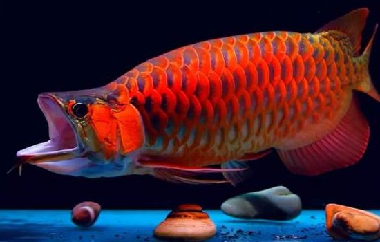 鱼缸里的鱼为什么会死