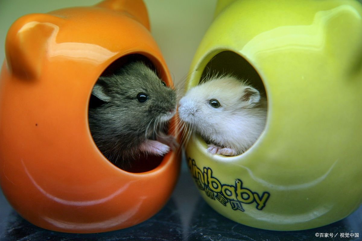 仓鼠不但个头小，寿命也很短。小仓鼠的寿命是多少年？哪种品种的寿命最长？