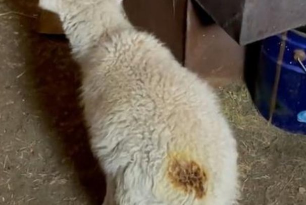 内蒙古呼伦贝尔一只叫“酸奶”的小羊是如何因为烤火而火了的?