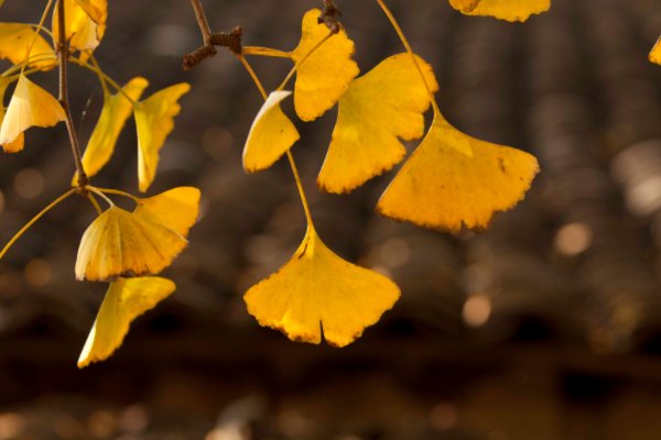 立秋节气古诗四句
