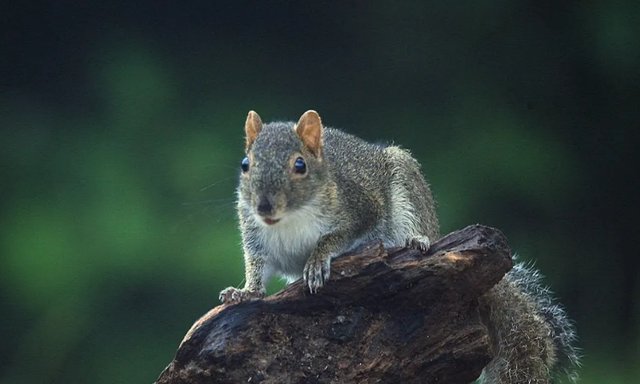 陇南一男子在树林发现一堆板栗，疑似松鼠过冬口粮，松鼠的生活习性是什么？