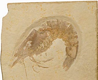 学者发现5亿多年前四不像动物，此次发现有何意义何价值？