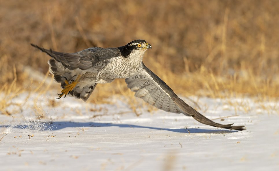 飞苍走黄指什么动物生肖