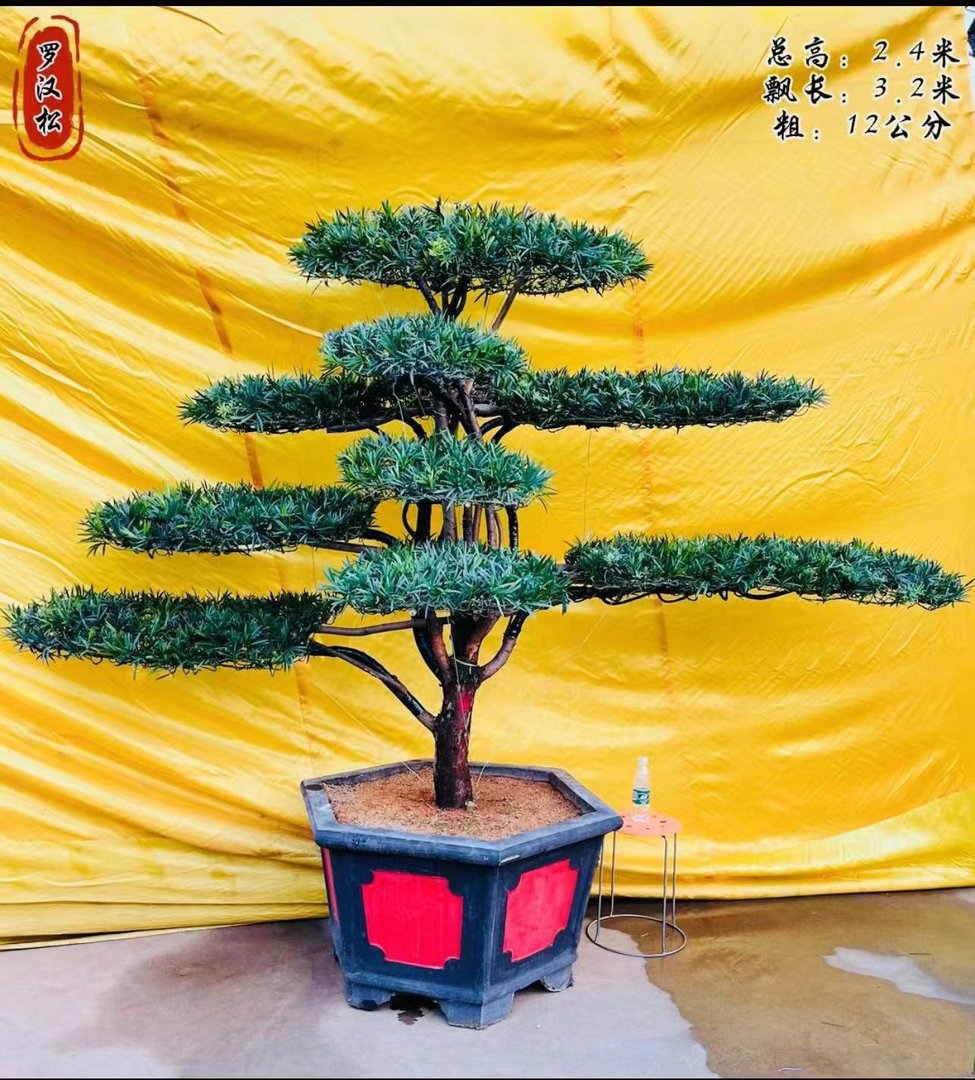 罗汉松主要分布在哪些地区?