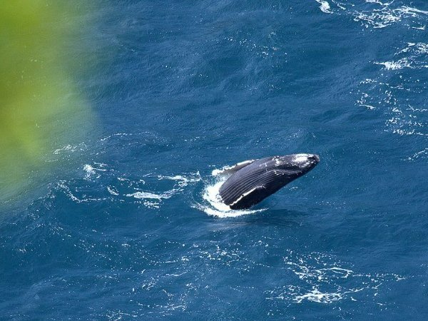 座头鲸会用哪种方式捕捞