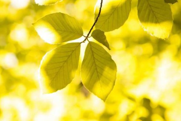 立秋节气古诗四句