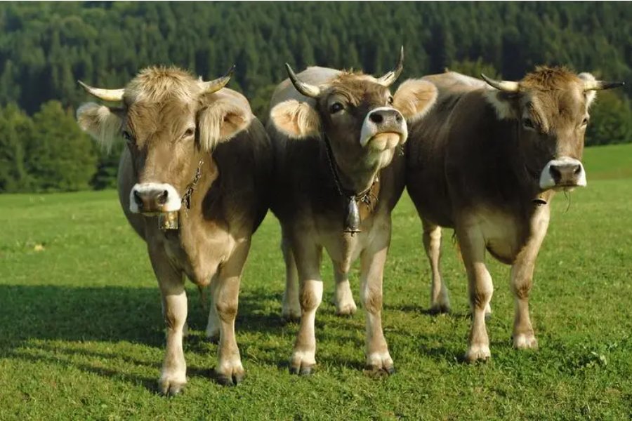 勤以立身的意思是什么生肖和动物