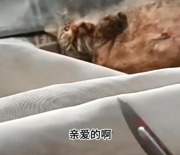 杭州一女子边笑边拿刀捅猫,派出所回应:已对其进行批评教育