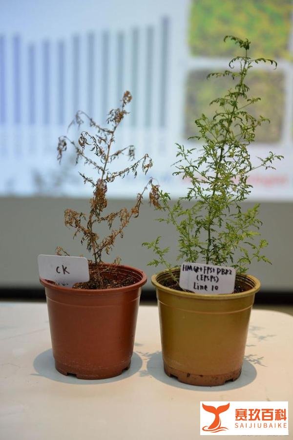 A股：重磅悬念“青蒿素”概念股5大龙头有望登顶！（名单）
