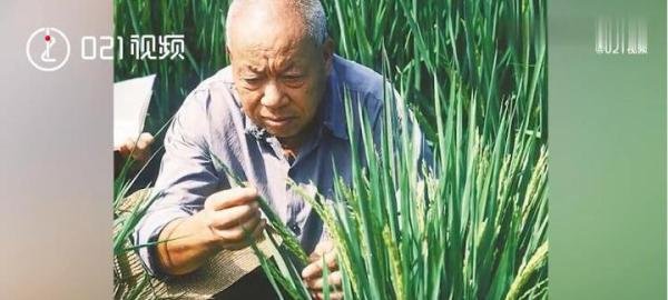 袁隆平77岁曾走遍上海超级稻农田 这是咋情况?