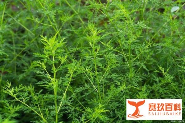 A股：重磅悬念“青蒿素”概念股5大龙头有望登顶！（名单）