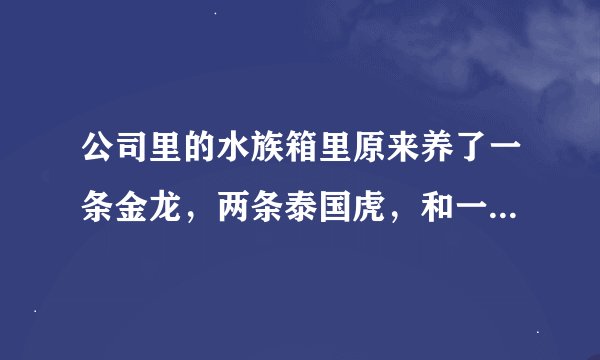 公司里的水族箱里原来养了一条金龙，两条泰国虎，和一条清道夫，两条泰国虎陆续眼睛上长的白色东西死去。