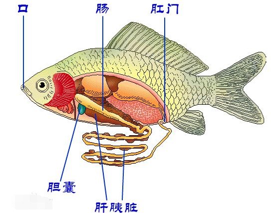 鱼的排泄物是从哪里排出来的啊？