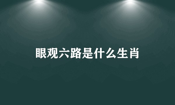 眼观六路是什么生肖