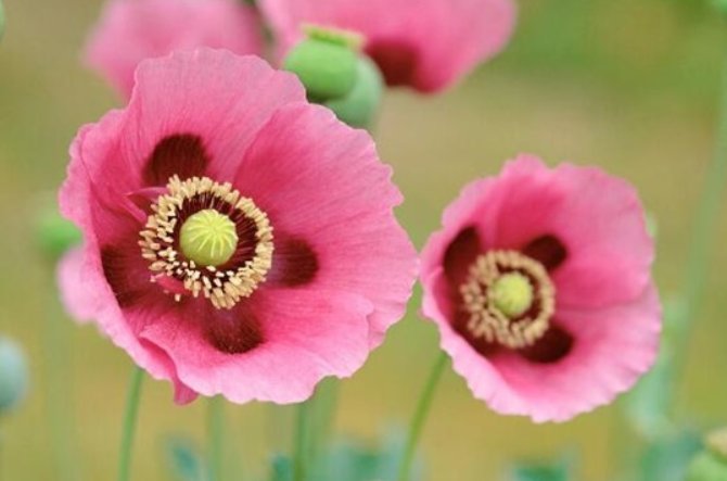 花语是杀戮的花是什么？