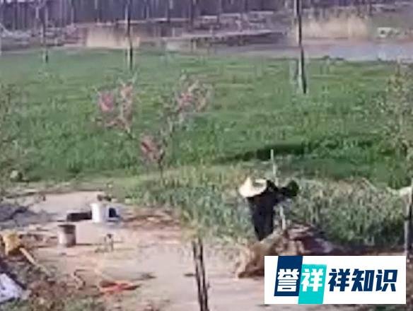 江苏一只藏獒突然发狂咬人,一名老汉抡起水桶,就是一顿打