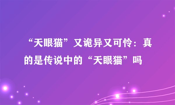 “天眼猫”又诡异又可怜：真的是传说中的“天眼猫”吗