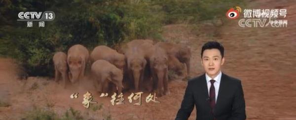 象群围成圈给小象取暖 这是咋情况？