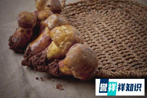 只有云南人才会给菌子过节,雨季的“菇勇者”们开启限时狂欢!