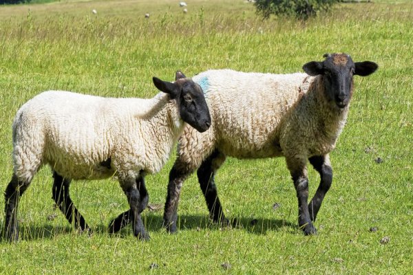 字正腔圆代表什么生肖