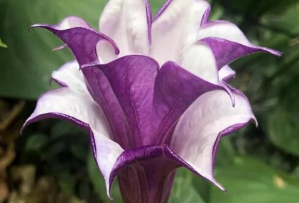 花语是杀戮的花是什么?