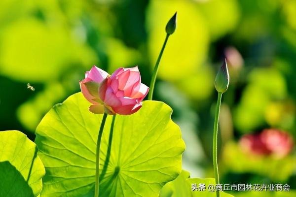 并蒂莲的象征意义是什么（细说并蒂莲的含义）