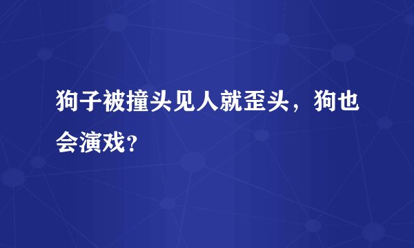 狗子被撞头见人就歪头,狗也会演戏?
