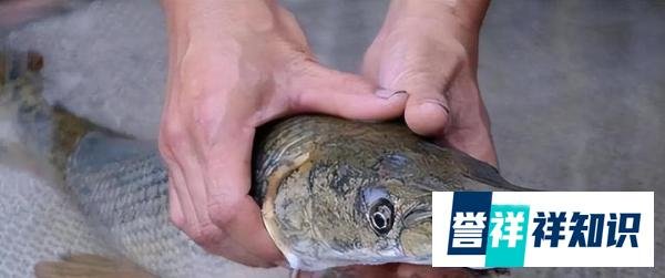 河南汝州怪鱼捕获！为一雄一雌两条，宁夏银川竟也出现鳄雀鳝踪迹