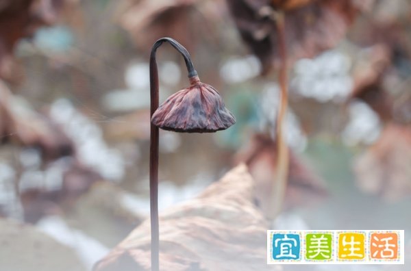 转型更名一年后，红黄蓝终成“壳公司”