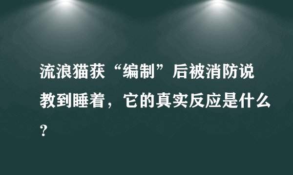 流浪猫获“编制”后被消防说教到睡着，它的真实反应是什么？