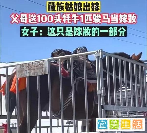 藏族女子出嫁带硬核嫁妆:100头牦牛1匹骏马,这只是嫁妆的一部分
