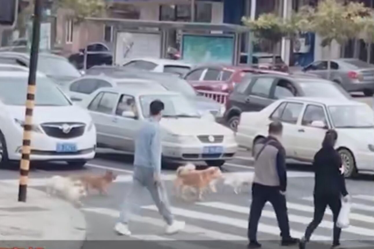 “熟读人间规则”大连5只狗狗排队等红灯、走斑马线，为何让人深受感动？