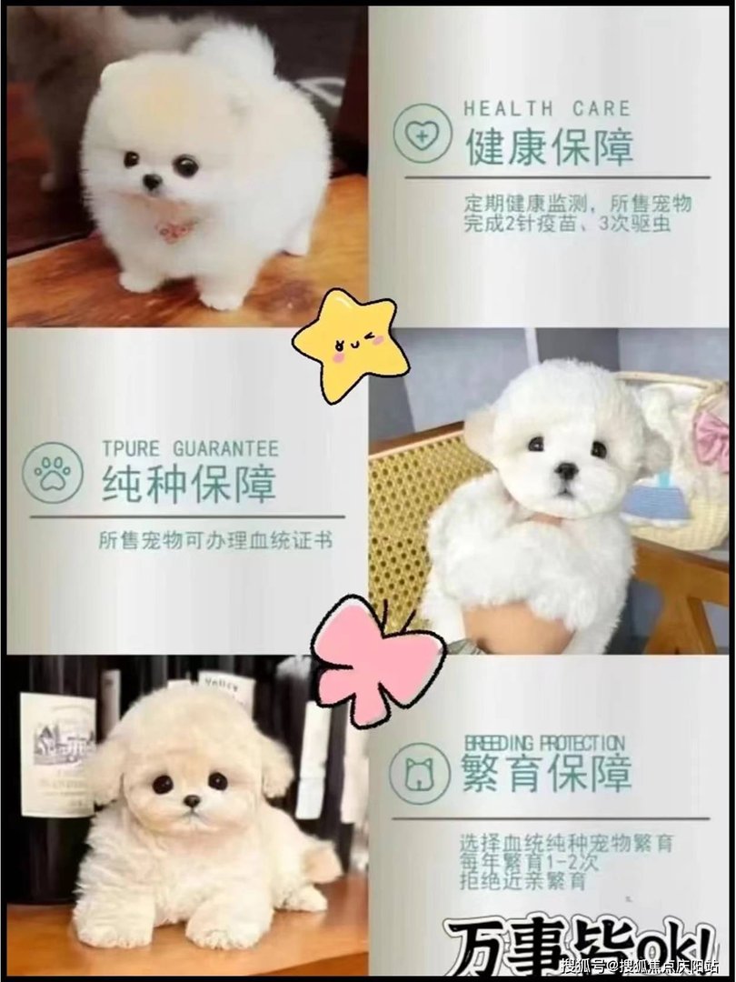 广州哪些宠物店的口碑比较好？