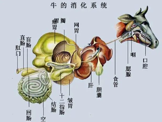 哪个动物有9个胃呢?