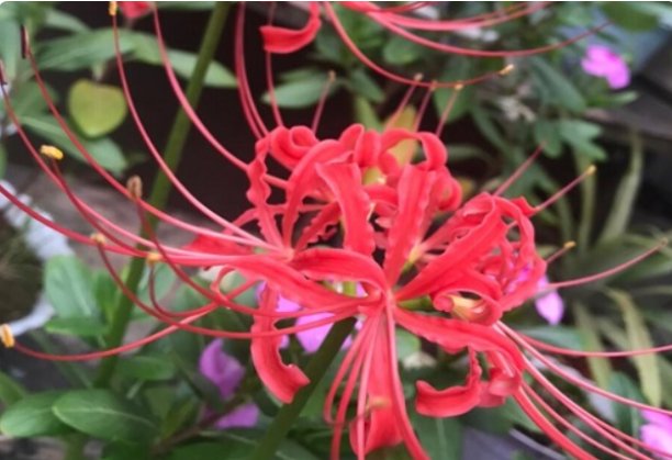 花语是杀戮的花是什么?