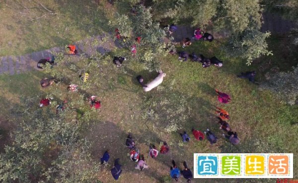 14岁猪坚强去世 原主人：有不舍，但看它自然死亡的心愿已实现