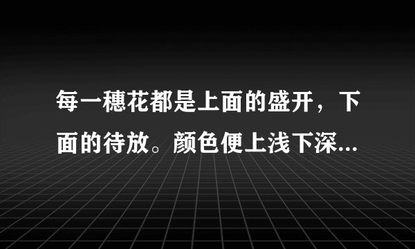 每一穗花都是上面的盛开，下面的待放。颜色便上浅下深，好像那紫色沉淀下来了，沉淀在最嫩最小的花苞里。